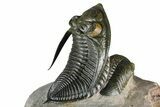 Zlichovaspis Trilobite With Reedops - Orange Eye Facets! #384181-6